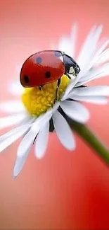 Colorful ladybug resting on a daisy against a pink blurred background.