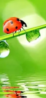 Ladybug on a dewy grass blade over water reflection.