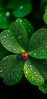 Ladybug on dewy clover leaf with vibrant green background.