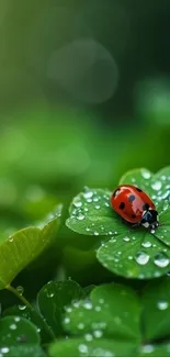 Ladybug perched on dewy green leaves.