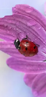 Ladybug crawling on dewy purple flower petal, photo wallpaper.