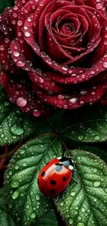 Ladybug resting on a dewy red rose with green leaves.