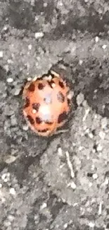 Ladybug resting on dark soil background.