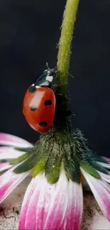 Ladybug perched on a vibrant pink flower with a dark background.