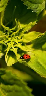 A vibrant ladybug sits on lush green leaves in this nature wallpaper.