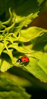 Ladybug resting on a vibrant green leaf background.