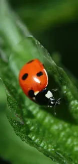 Close-up of a ladybug on a green leaf.