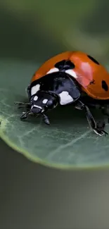 Close-up of a ladybug on a green leaf.