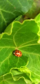 Ladybug resting on a vibrant green leaf wallpaper.