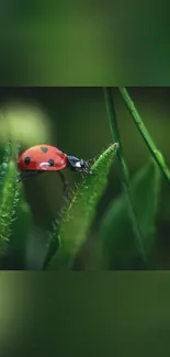 Colorful ladybug on green leafy plant