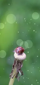 Ladybug perched on a flower against a green backdrop.