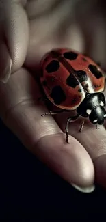 Close-up of a ladybug resting on a hand, with red and black details.