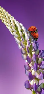 Ladybug on lavender flower with purple background wallpaper.