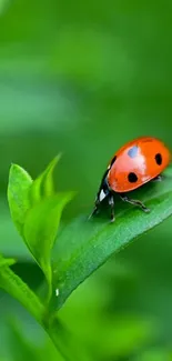 Ladybug sitting on a green leaf closeup.