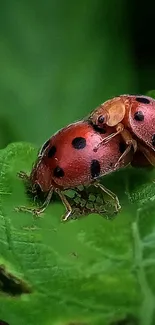 Close-up of ladybugs on a green leaf.