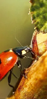 Close-up of a ladybug on a green leaf with detailed texture.