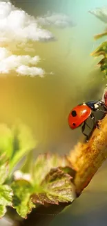 Ladybug on a leaf with clouds in the background.