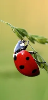 Ladybug perched on a vibrant green leaf, perfect for a nature-themed mobile wallpaper.