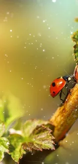 Vibrant red ladybug resting on a green leaf in a nature-themed mobile wallpaper.