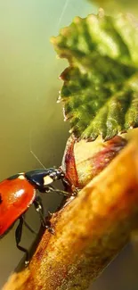 Ladybug on a leaf with vivid colors, ideal for mobile wallpaper.