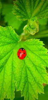 Close-up of a ladybug on a bright green leaf, ideal for mobile wallpaper.