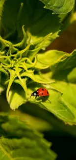 Ladybug resting on a sunlit green leaf with detailed texture.