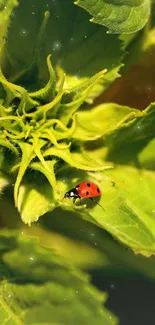 Ladybug on a vibrant green leaf in close focus.