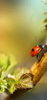 Ladybug on a leaf with blurred green background.