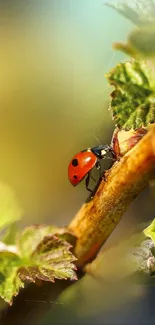 Ladybug on a leafy branch with green background.