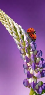 Ladybug on lupine flower with purple background.