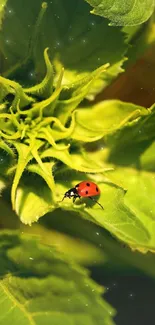 Ladybug on vibrant green leaf in close-up nature wallpaper.