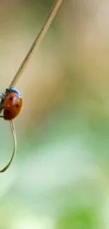 Ladybug on a plant stem with green and beige background.