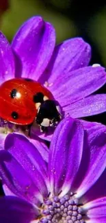 Ladybug on a vibrant purple flower on mobile wallpaper.