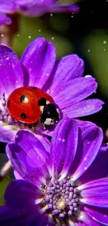 Red ladybug on vibrant purple flowers mobile wallpaper.