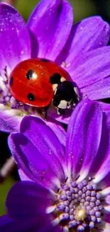 Close-up of a ladybug on vibrant purple flowers.