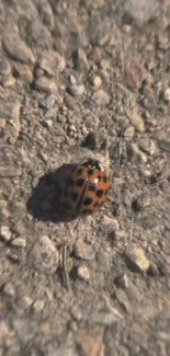 Ladybug rests on a rocky ground surface.