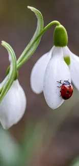 Ladybug sits on a snowdrop flower.