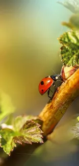 Ladybug resting on a leafy branch with springtime colors.