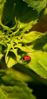 Ladybug on a green sunflower leaf close-up.