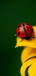 Ladybug sitting on a yellow flower against a green background.