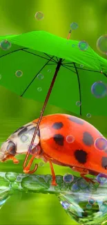 Ladybug on leaf under green umbrella mobile wallpaper