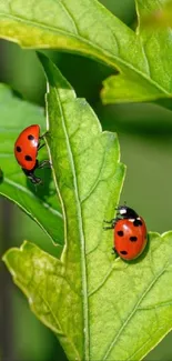 Three ladybugs crawl on a vibrant green leaf, creating a lively nature scene.