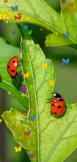 Three ladybugs on vibrant green leaves create a lively nature-themed wallpaper.