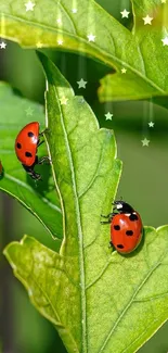 Three red ladybugs on lush green leaves.