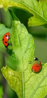 Ladybugs crawling on green leaf with detailed texture.