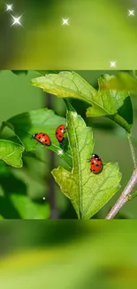 Ladybugs resting on lush green leaves with sparkling highlights.