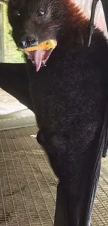 Close-up of a large bat hanging with its wings open, holding fruit.