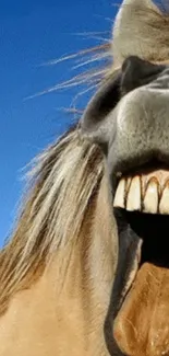 Laughing horse close-up against blue sky background mobile wallpaper.