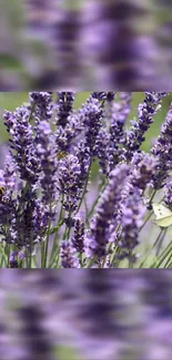 Lavender flowers with butterflies in soft purple hue, ideal for a calming mobile wallpaper.