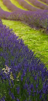 Vibrant lavender fields against a lush green background in the evening light.